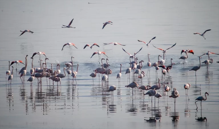 İzmir’deki sulak alanlardaki kış kuşu sayısında artış gözlemleniyor İzmir’deki sulak alanlardaki kış kuşu sayısında artış gözlemleniyor