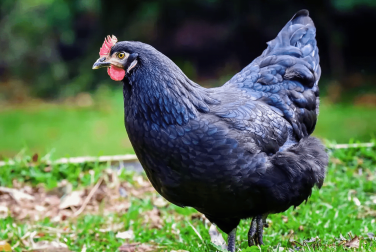 Tavuk Yetiştiriciliğinde Ataks Tavuğu ve Lohman Brown Avantajları Tavuk Yetiştiriciliğinde Ataks Tavuğu ve Lohman Brown Avantajları