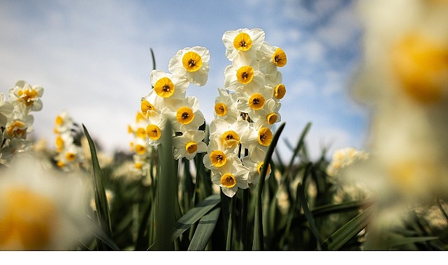 Bayındır Nergis Festivali’nde Gökçe Rüzgarı Esecek Bayındır Nergis Festivali’nde Gökçe Rüzgarı Esecek