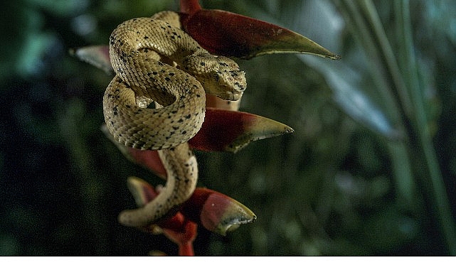 ‘Karanlık Çökünce Özel’, 4 Ocak Pazar 20.00’de National Geographic WILD Ekranlarında! ‘Karanlık Çökünce Özel’, 4 Ocak Pazar 20.00’de National Geographic WILD Ekranlarında!
