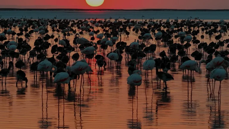 Tuz Gölü Flamingo Popülasyonunda Son 5 Yılın Rekoru Kırıldı Tuz Gölü Flamingo Popülasyonunda Son 5 Yılın Rekoru Kırıldı